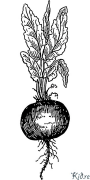 beet Coloring Pages To Print